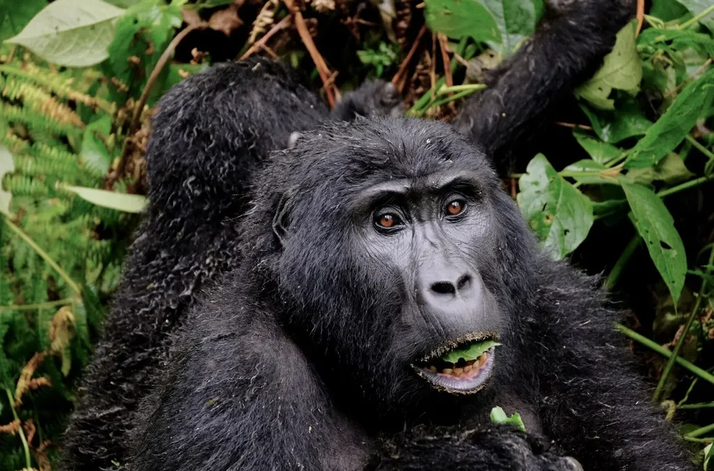 Buhoma Habituated Mountain Gorilla Families 2 Buhoma Habituated Mountain Gorilla Families
