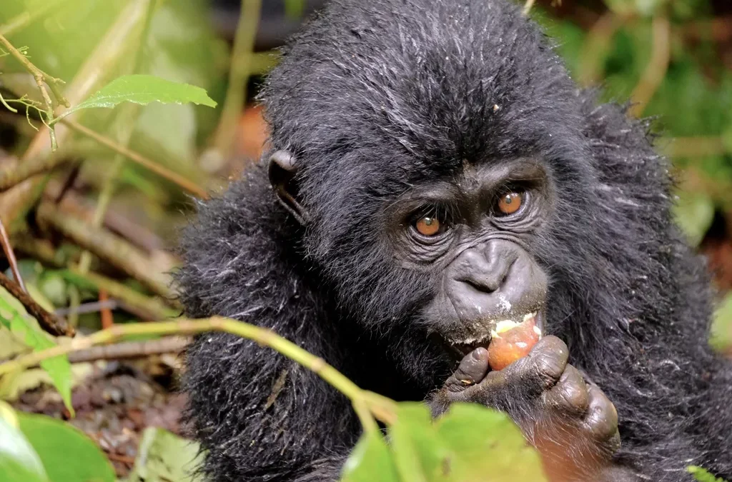 Gorilla Trekking with Safari Vacations and Travel Services 2 Gorilla Trekking with Safari Vacations and Travel Services