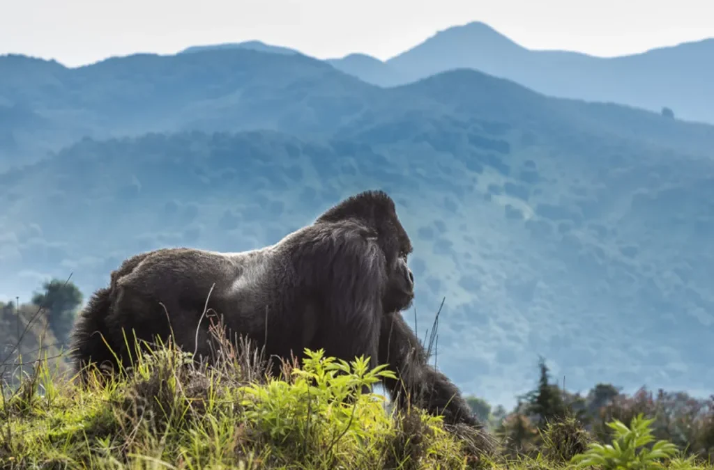 Where To Trek Gorillas 2 where to trek gorillas from