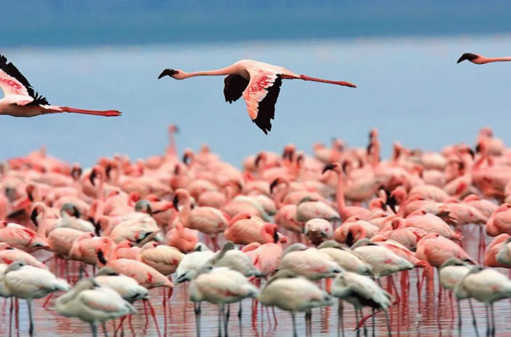 Birding in Lake Nakuru National Park