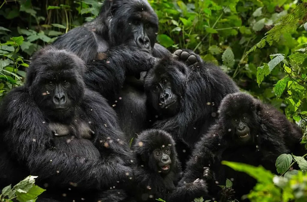 16-Day Uganda Primates and Wildlife Safari