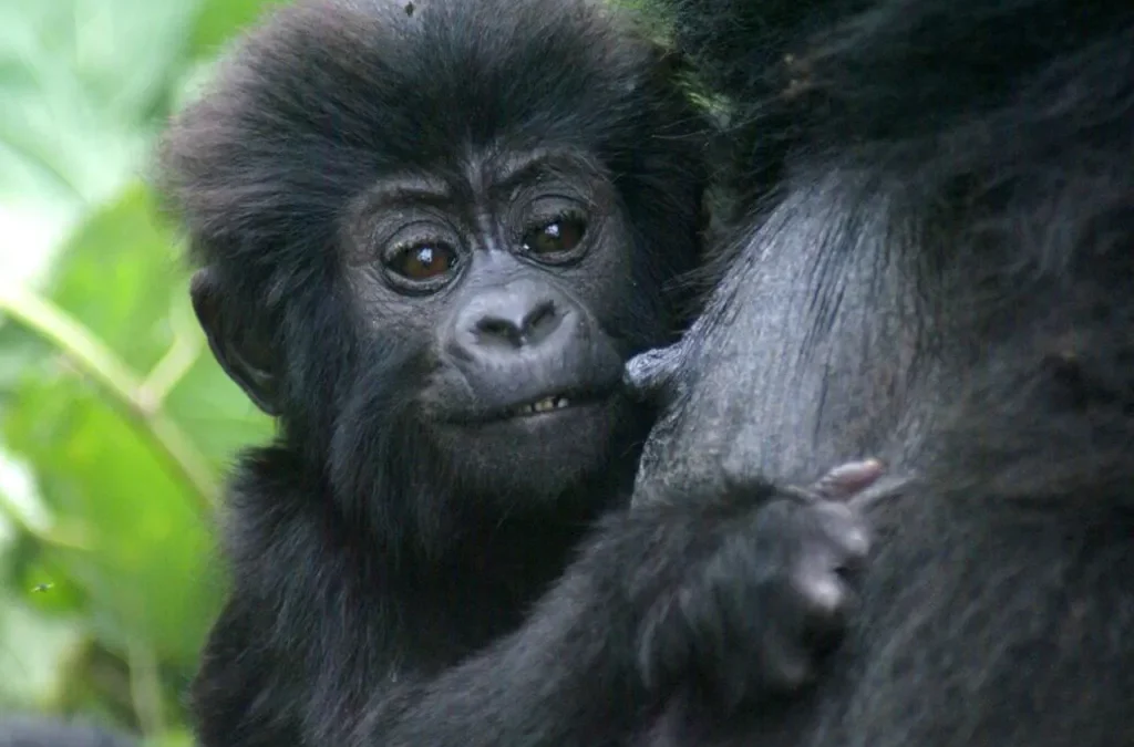 Gorilla Safaris for the Elderly 2 Gorilla Safaris for the Elderly