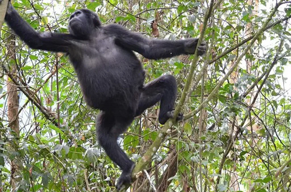 Exploring Bwindi's Altitude and Elevation 2 Exploring Bwindi's Altitude and Elevation