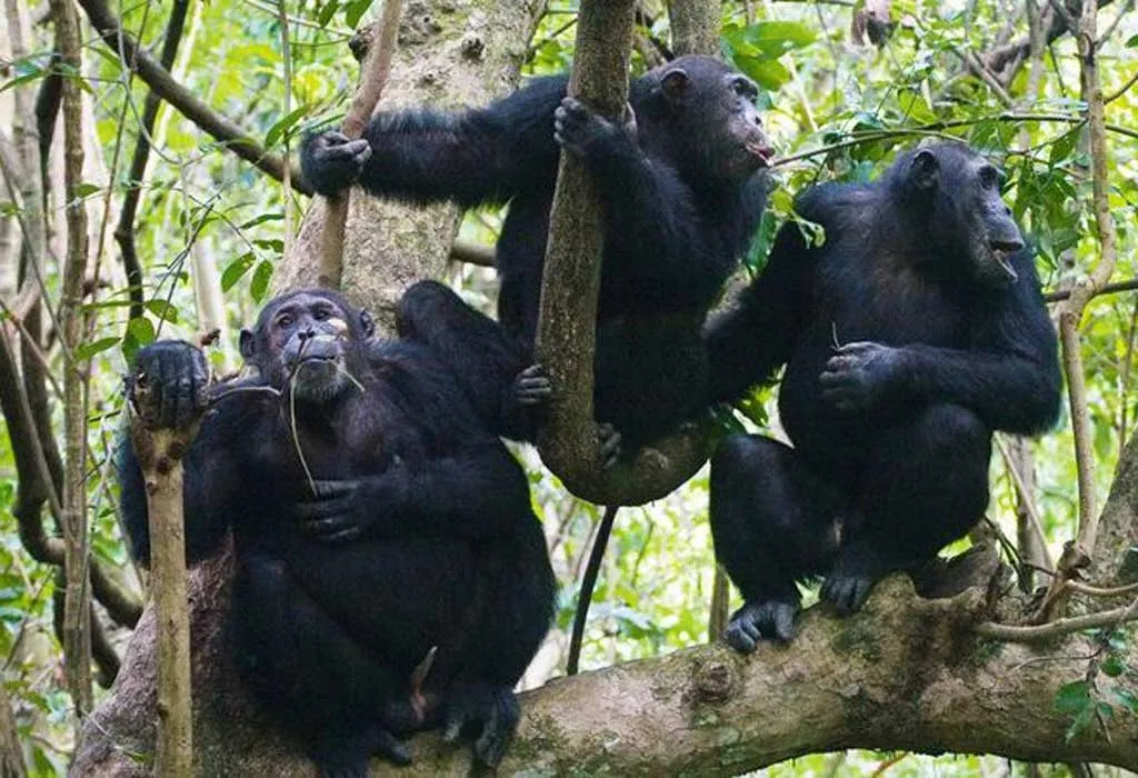 Solo vs Group Chimpanzee Trekking 17 Chimpanzee trekking Kibale Forest
