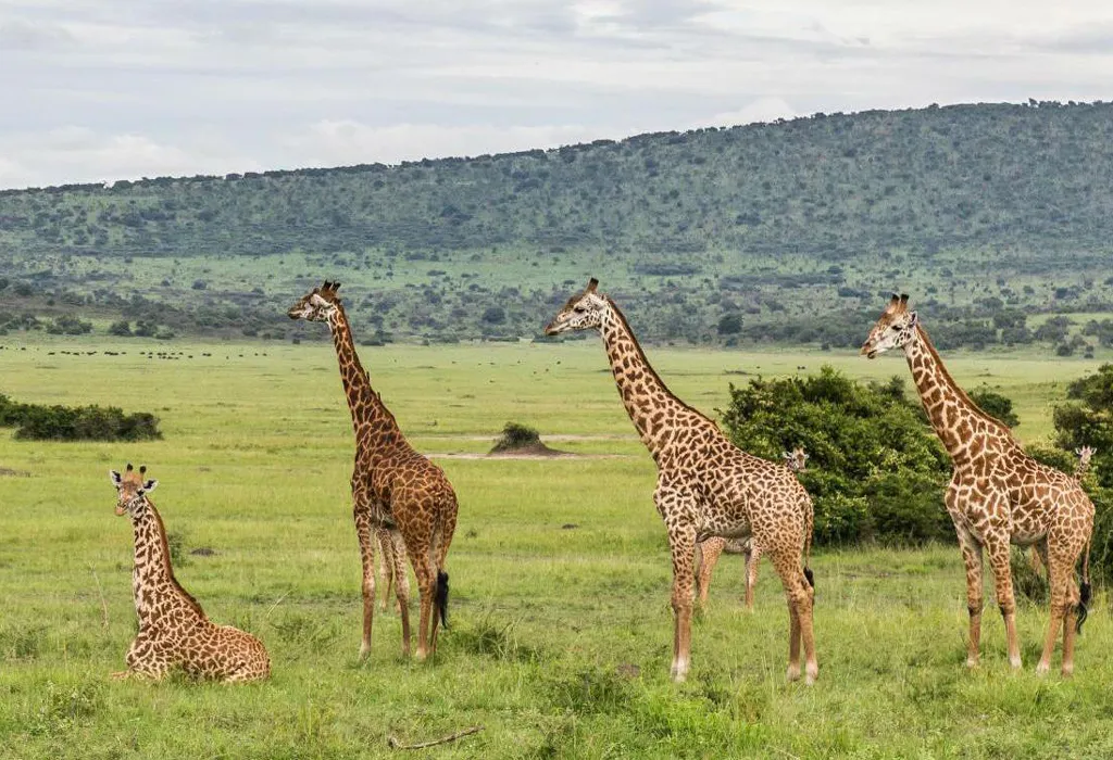 Uganda Safari