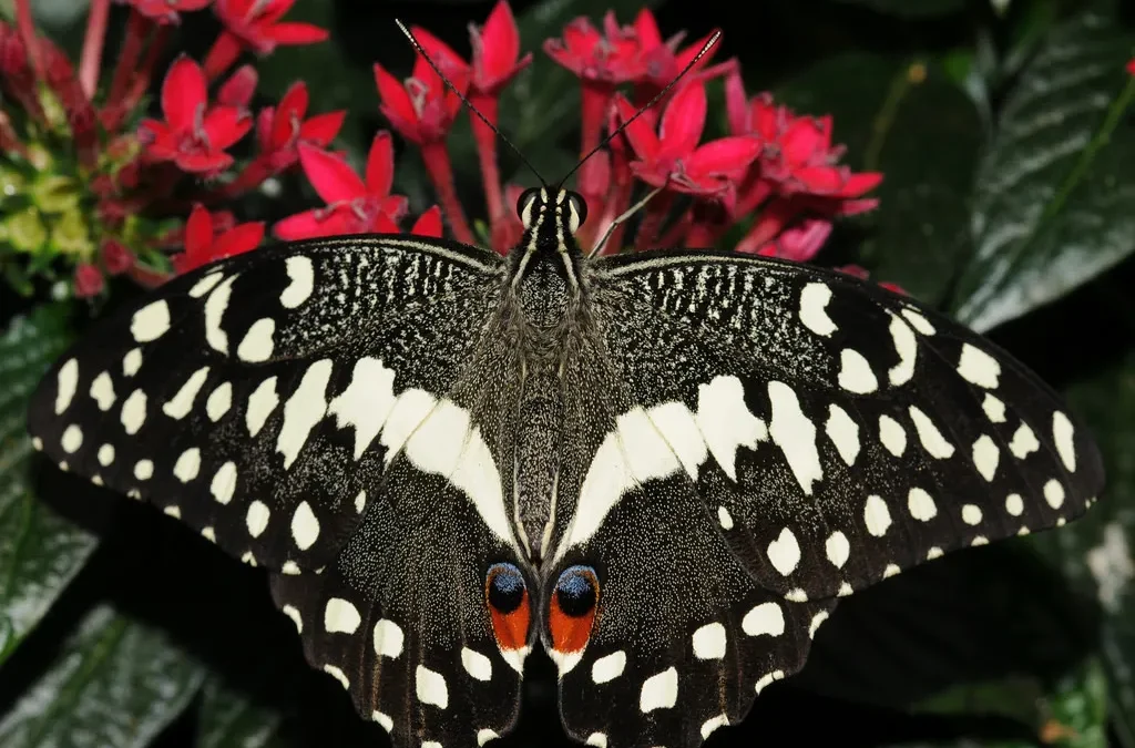 Butterfly Viewing In Uganda: Your Ultimate Guide 2 Butterfly viewing; an interesting but uncovered activity