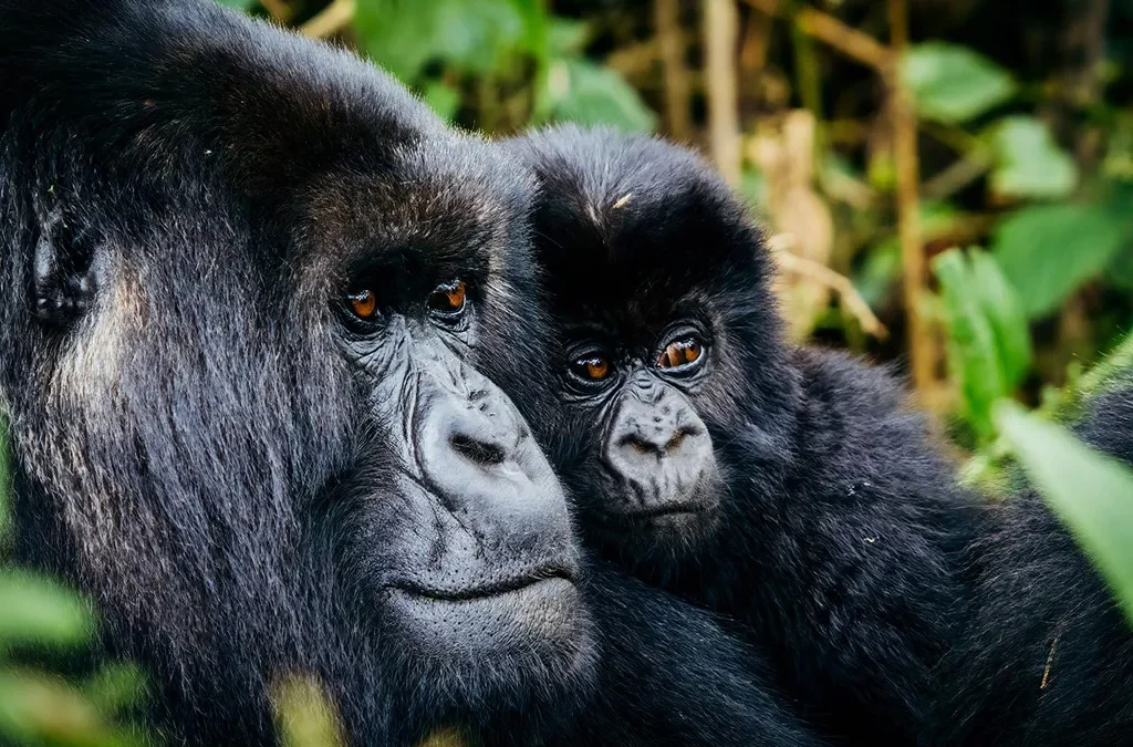 3 Day Express Gorilla Safari in Bwindi 2 Gorilla Bwindi safari