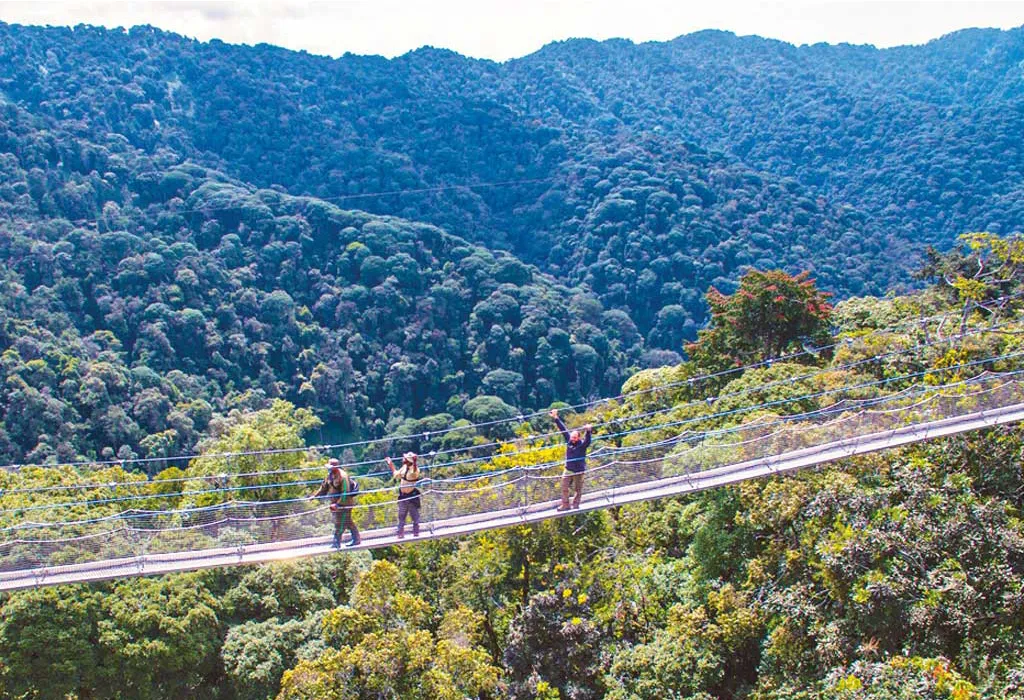 Nyungwe Forest canopy in Rwanda