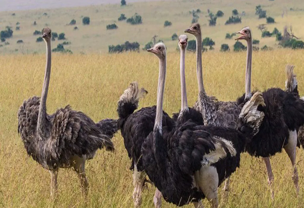 Wildlife Reserves in Uganda 5 Pian-Upe Game Reserve Uganda