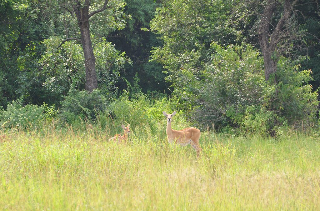 Wildlife Reserves in Uganda 2 Wildlife Reserves in Uganda