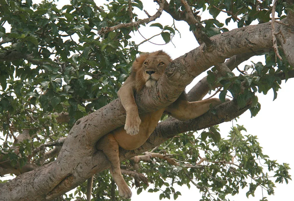 Uganda Safari from Munich 12 Tree climbing lions in Ishasha sector
