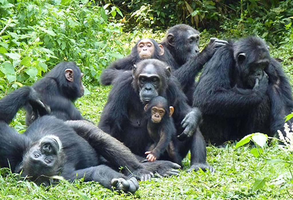 8 Days Uganda Safari, Gorillas, Chimps & Wildlife 13 Large Group Tours to Kibale Forest National Park