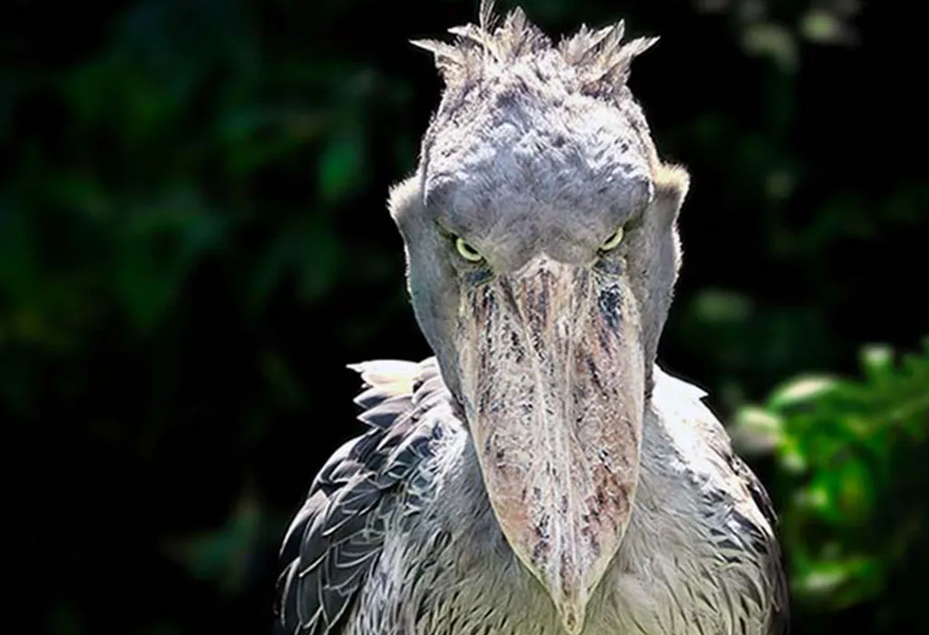 Shoebill Stork experience in Uganda 13 shoebill stork photographed on a Uganda birding safari