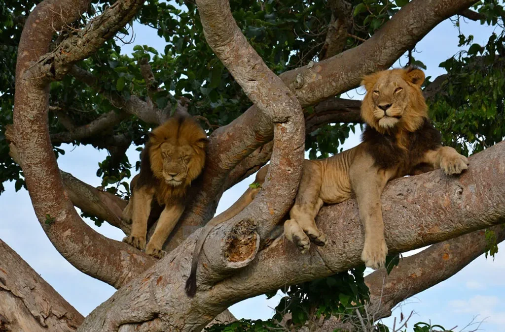 4-Day Tree-Climbing Lion Safari to Uganda 2 Best Safari Experiences in Uganda