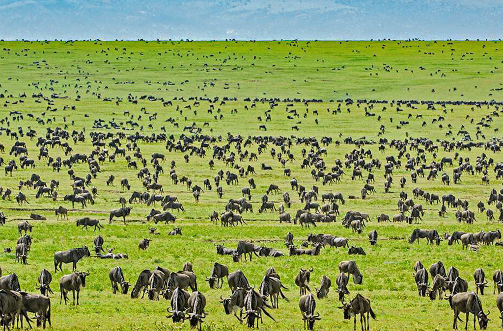 6-day Serengeti and Gorilla Tour 2 6-day-Serengeti-and-Gorilla-Tour