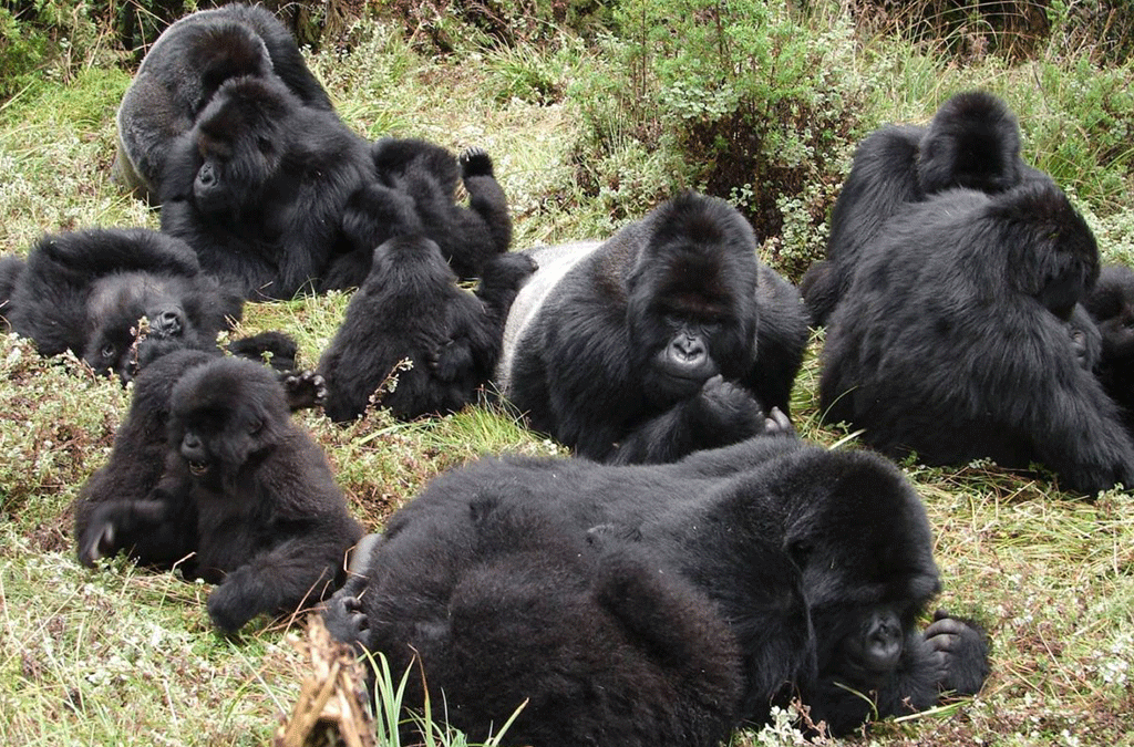 6 Days Whitewater Rafting and Gorilla Safari 2 whitewater rafting and Uganda gorilla safari