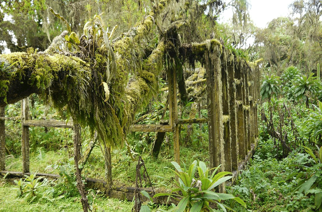 Karisoke Research Centre 2 The first Karisoke Research Center in Ruins