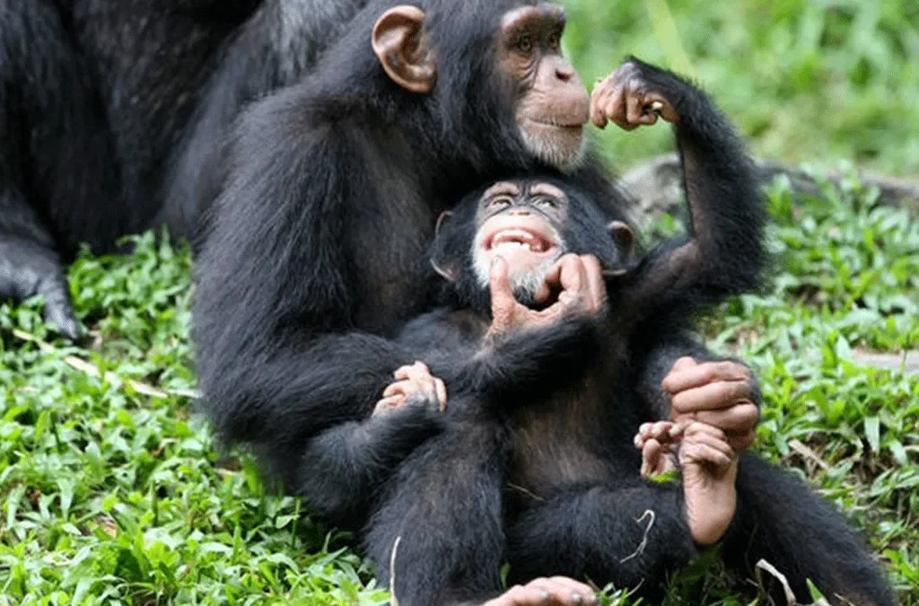Reasons for Chimpanzee Trekking in Kibale National Park 2 Chimpanzee trekking in Kibale forest