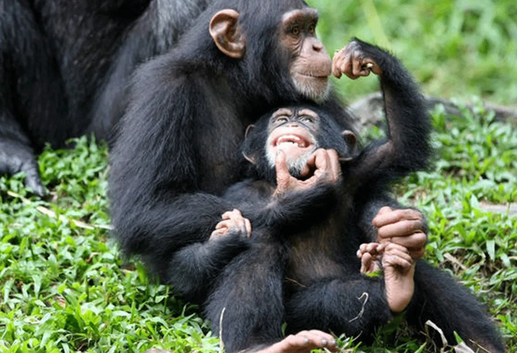 10-Day Uganda and Rwanda Christmas Safari: Festive Gorilla & Wildlife Tour 15 Chimpanzee trekking in Kibale National Park Uganda