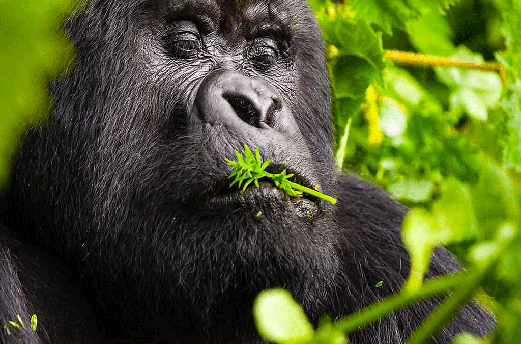 Gorilla Trekking Fitness 2 Kenya Game and Wildlife Safari