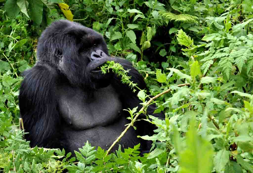 4 days Rwanda double gorilla trekking safari – Safari Vacations ...