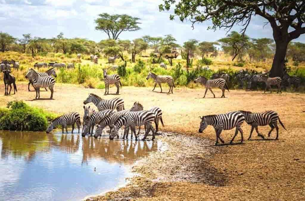 7 Days Kenya and Tanzania Wildlife