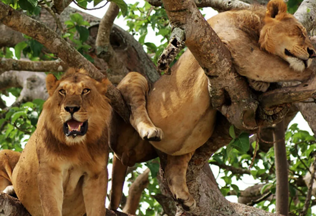 Uganda Safari Cost from Germany 17 Uganda gorillas chimpanzees and wildlife safari