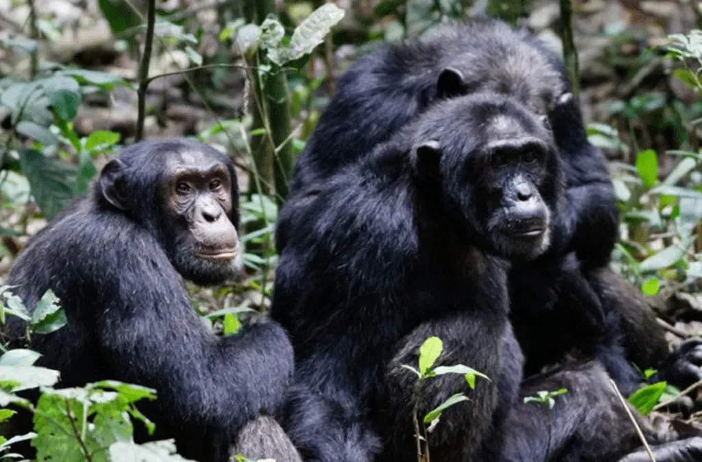 Steps to book a gorilla and chimpanzee Safari in Rwanda 2 steps to book a gorilla and Chimpanzee safari in Rwanda