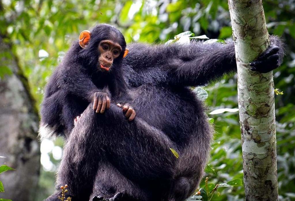 Chimpanzee tracking experience 3 Chimpanzee tracking experience in Uganda forest