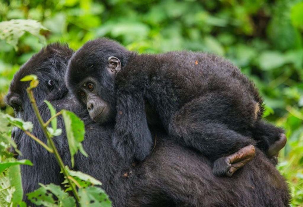 Early bird gorilla trekking 2024-2025