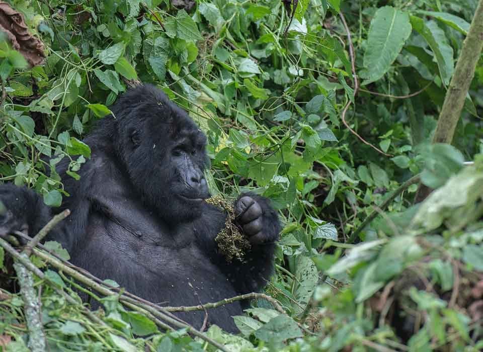 What is the gorilla trekking age limit in Virunga national park? 12 What is the gorilla trekking age limit in Virunga national park?