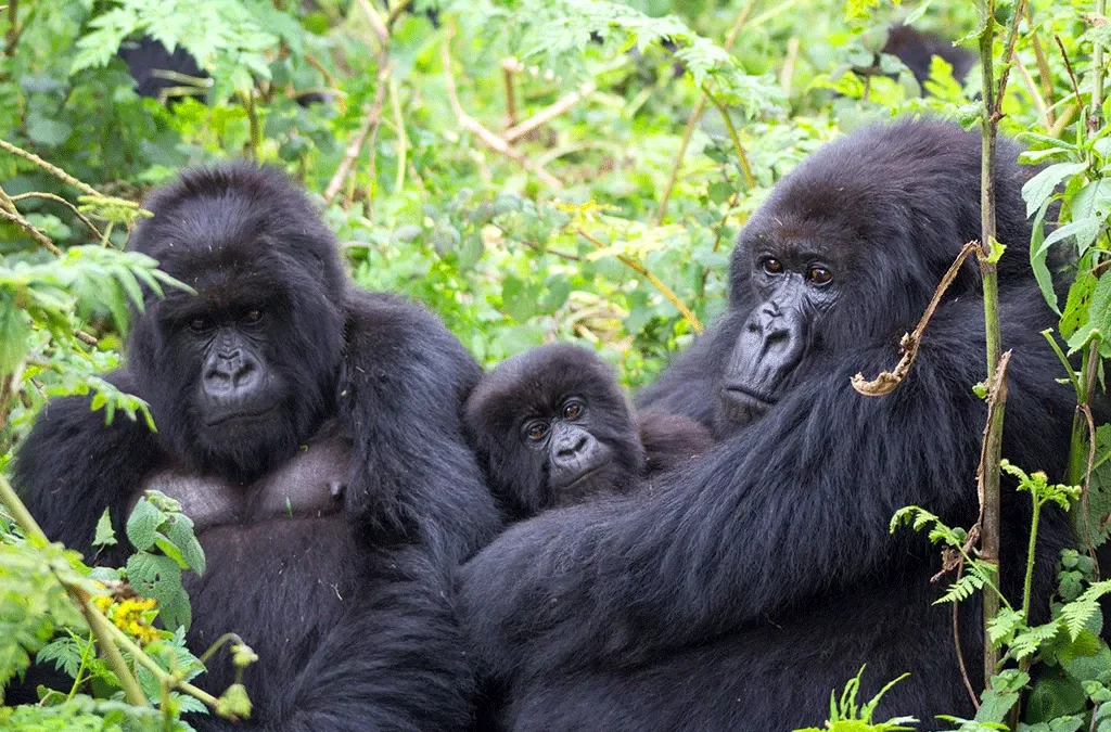 Booking gorilla permits and accommodation in Bwindi 2 Booking gorilla permits and accommodation in Bwindi
