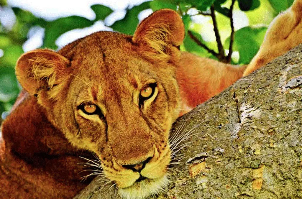 5-Day Tree-Climbing Lions and Gorillas in Bwindi 2 Tree-climbing lions and gorillas