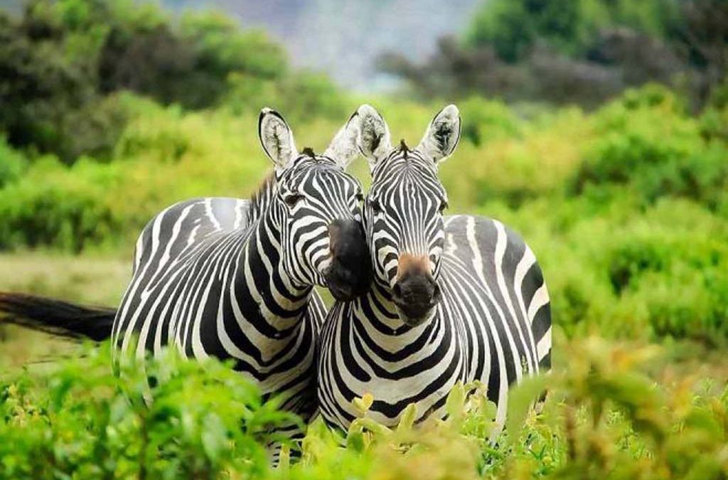 7 Days Rwanda Safari – Primates Tracking and Boat Cruise 2 7 Days Rwanda Safari