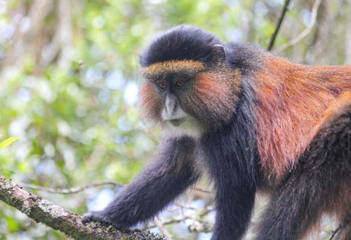 7 Days Rwanda Safari – Primates Tracking and Boat Cruise 3 7 Days Rwanda Safari