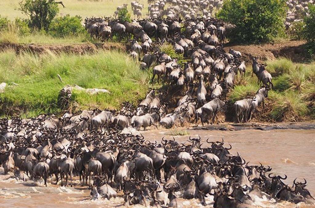 8 Days Wildebeest Migration and Gorilla Safari Rwanda 2 8 Days Wildebeest Migration and Gorilla Safari Rwanda