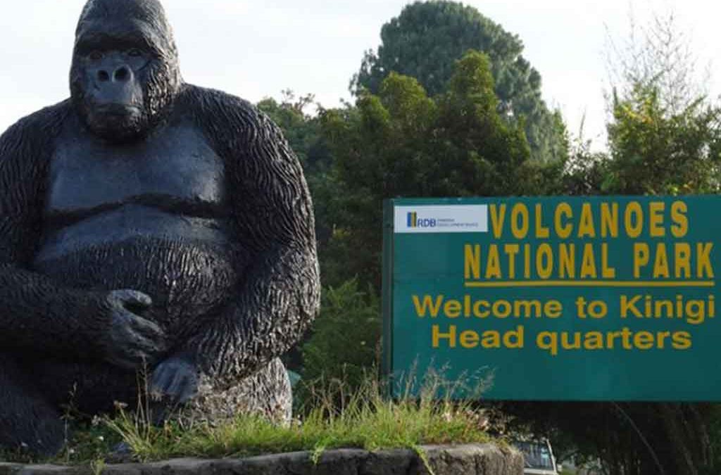 Booking a Rwandan Gorilla Trekking Permit 2 Booking a Rwandan Gorilla Trekking Permit