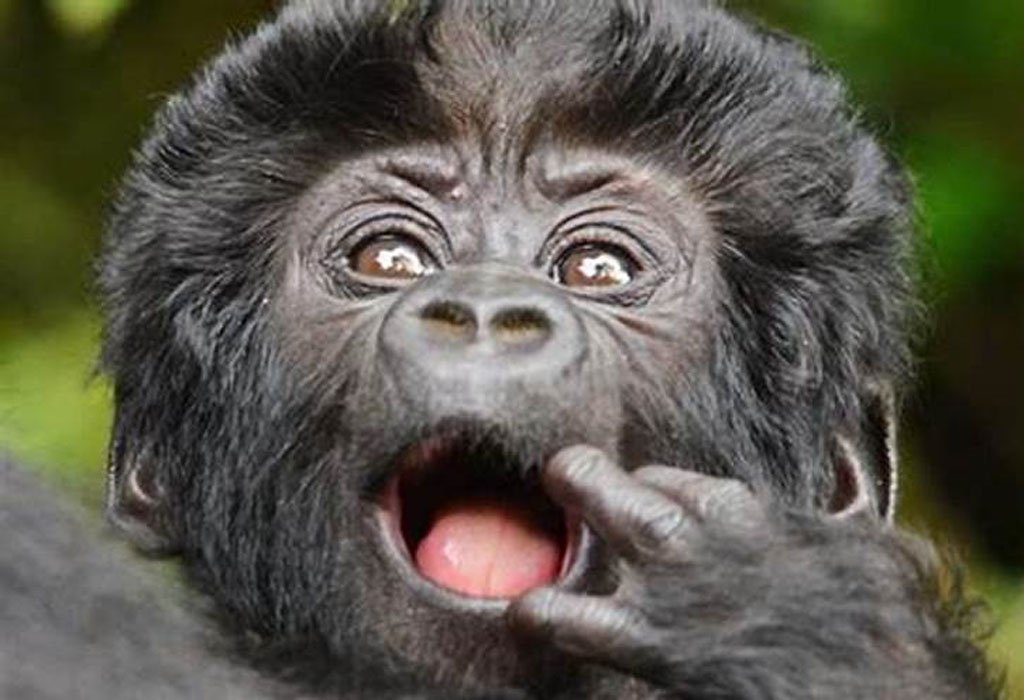 10-Day Uganda and Rwanda Christmas Safari: Festive Gorilla & Wildlife Tour 1 10-Day Uganda and Rwanda Christmas Safari mountain gorilla experience