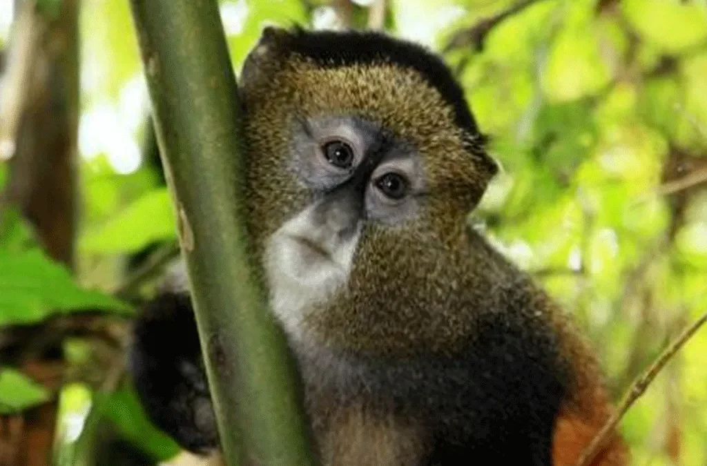 4 Days Uganda gorilla and golden trekking 2 4 Days Uganda gorilla and golden trekking