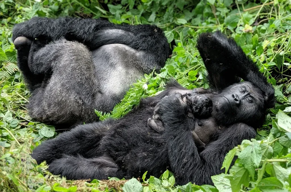 8 Days Uganda Gorilla and Big 5 Safari 2 Gorilla and big 5 Safari