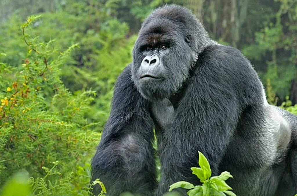 5 Days Luxury Gorilla Tour 2 5 Days Luxury Gorilla Tour