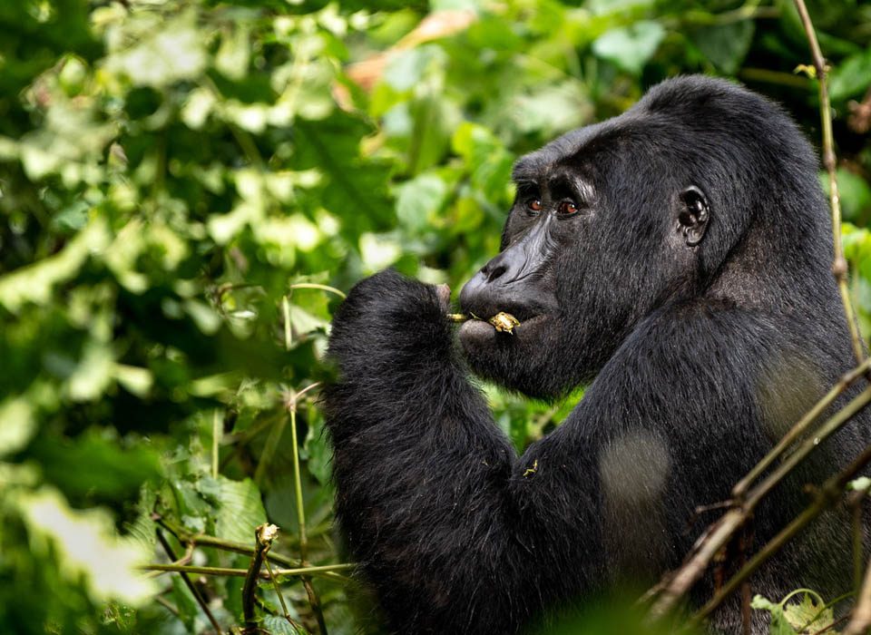 Will I take my gorilla permit for Virunga National Park after tracking? 10 Will I take my gorilla permit for Virunga National Park after tracking?