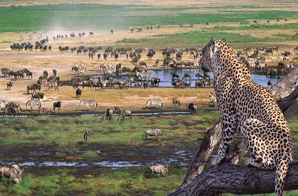 Safari in Tanzania