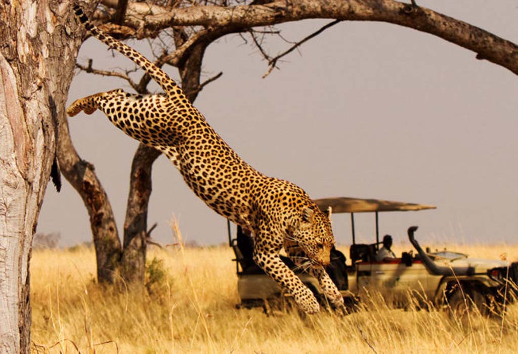 Top things to do in Kigali 31 Akagera National Park safari from Kigali in a wider Rwanda travel itinerary