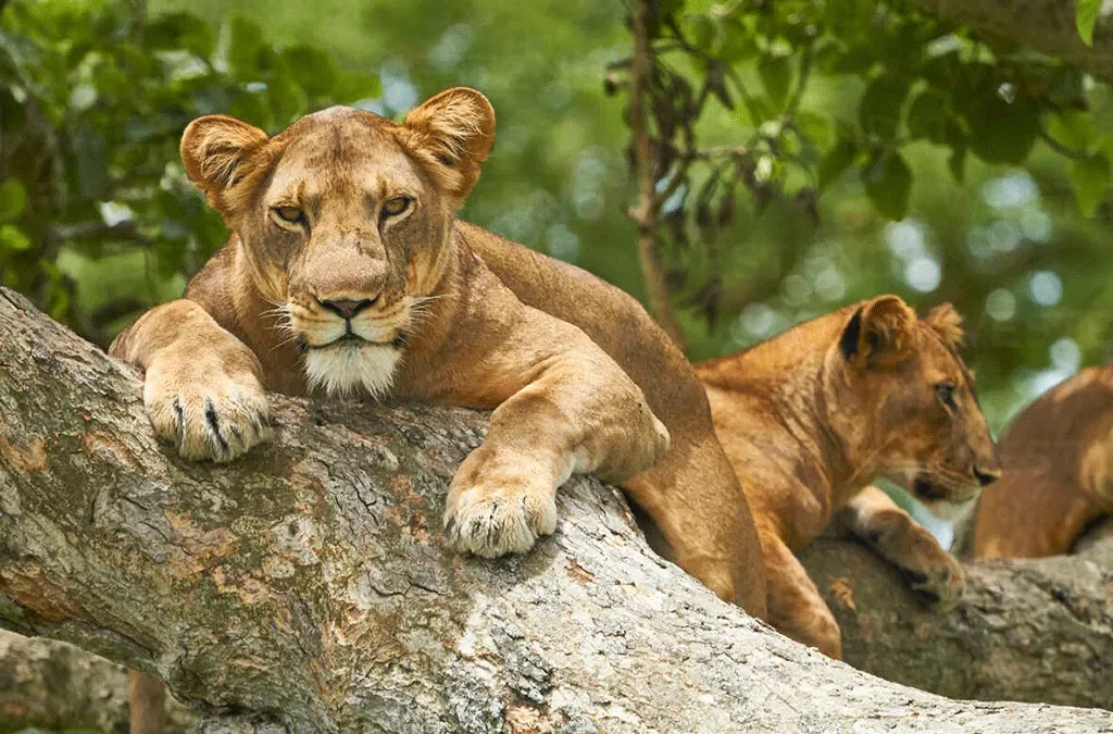 Guide to See Tree-climbing Lions in Uganda 2 Guide to see tree-climbing lions in Queen Elizabeth National Park