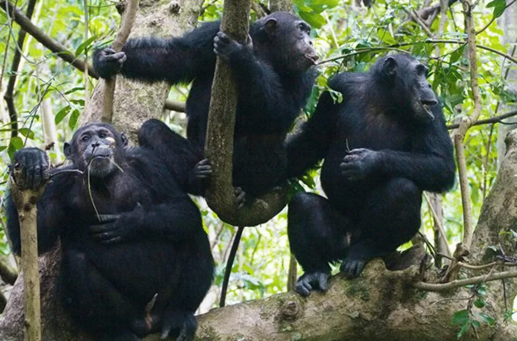 How to book chimpanzee permits for Kibale National Park 2 How to book chimpanzee permits for Kibale National Park