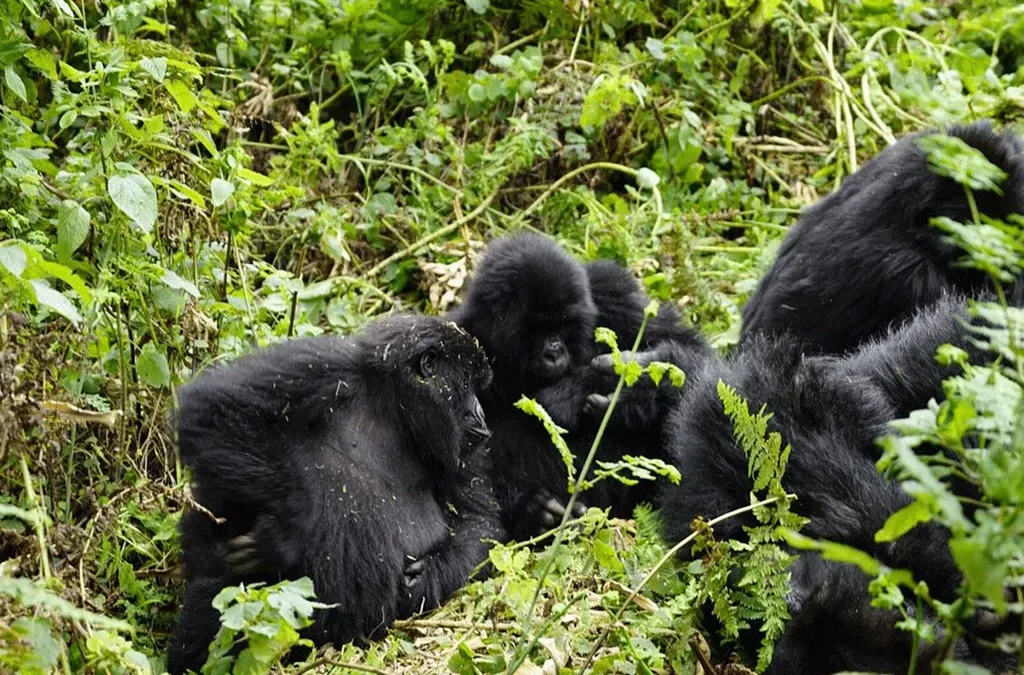 Lowland Gorilla and Masai Mara Safari