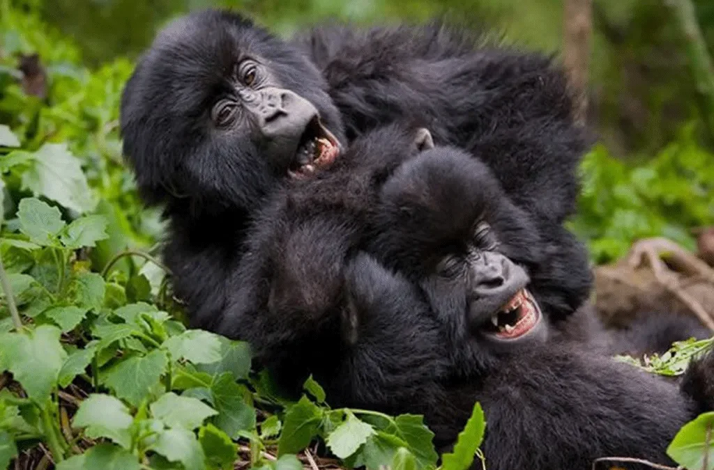 Luxury Uganda and Rwanda Safari
