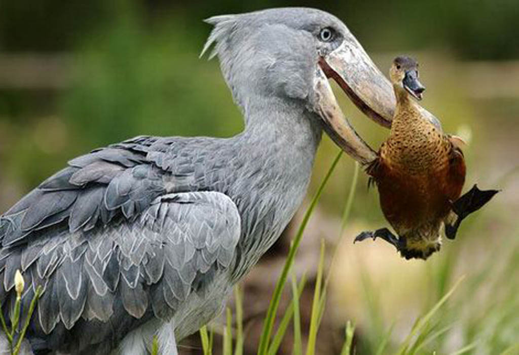 Birdlife and shoebill in Rwanda