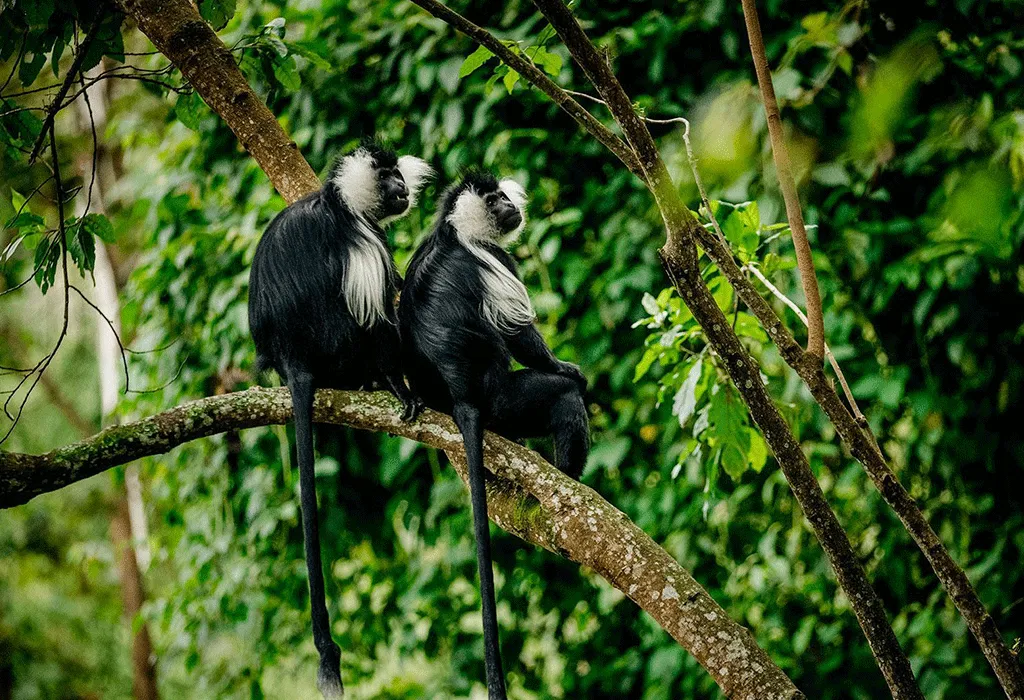 3 Days Burundi Cultural Tour & Kibira Wildlife Safari 5 Colobus monkeys in Kibira national park